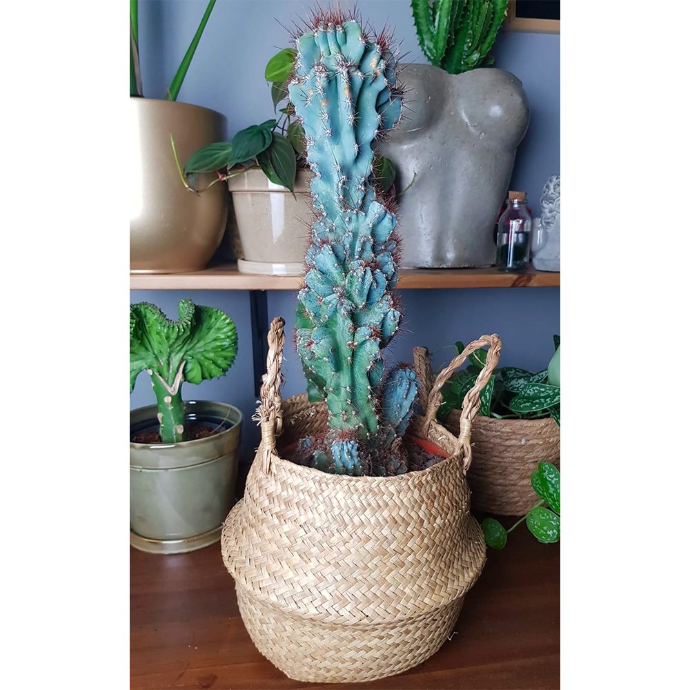 Cactus Monstrul Peruvian, 20-30 cm, forme neregulate, unice, aspect sculptural, usor de ingrijit, ghiveci mare