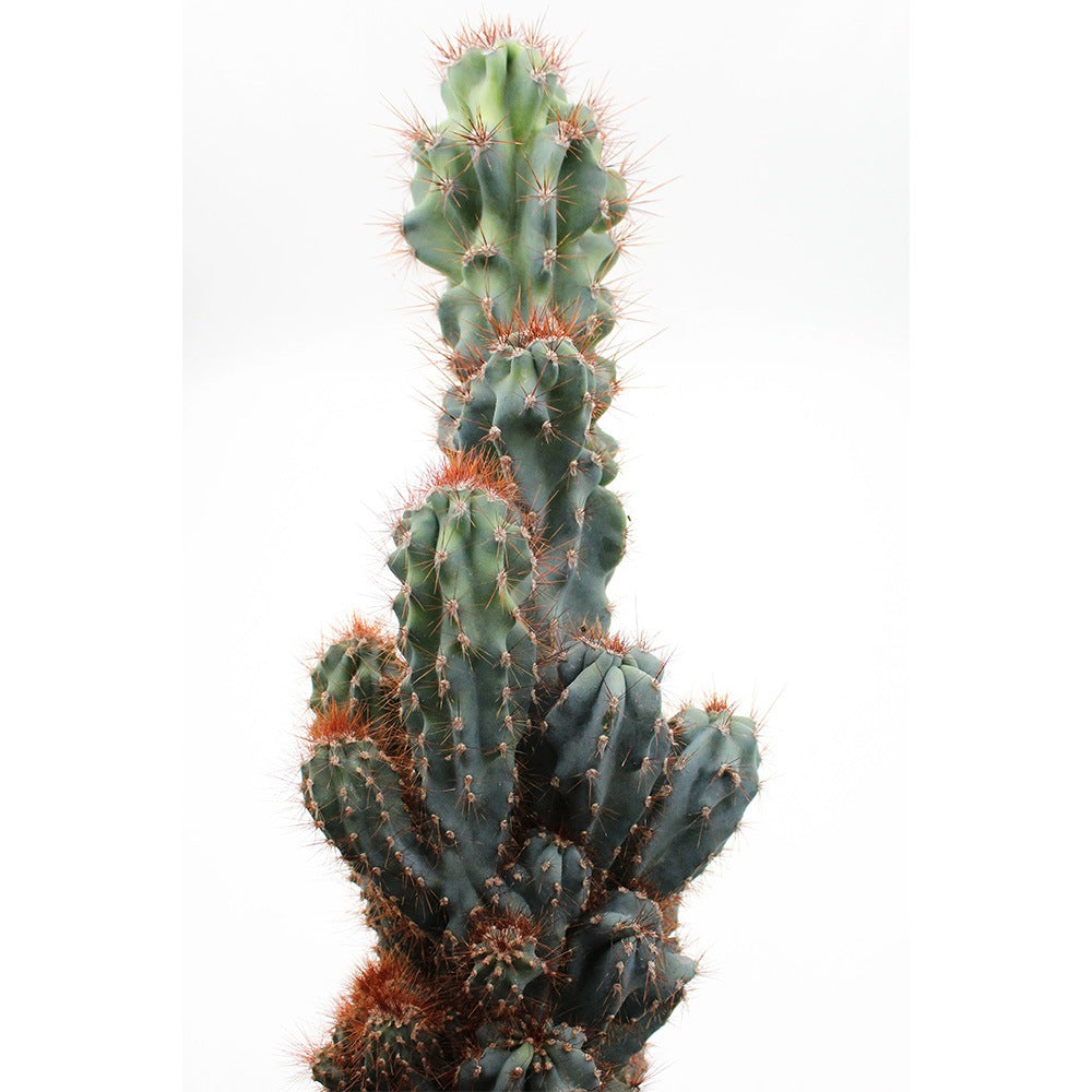 Cactus Monstrul Peruvian, 20-30 cm, forme neregulate, unice, aspect sculptural, usor de ingrijit, ghiveci mare