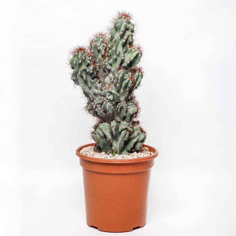 Cactus Monstrul Peruvian, 25 cm, forme neregulate, unice, aspect sculptural, usor de ingrijit, ghiveci mare