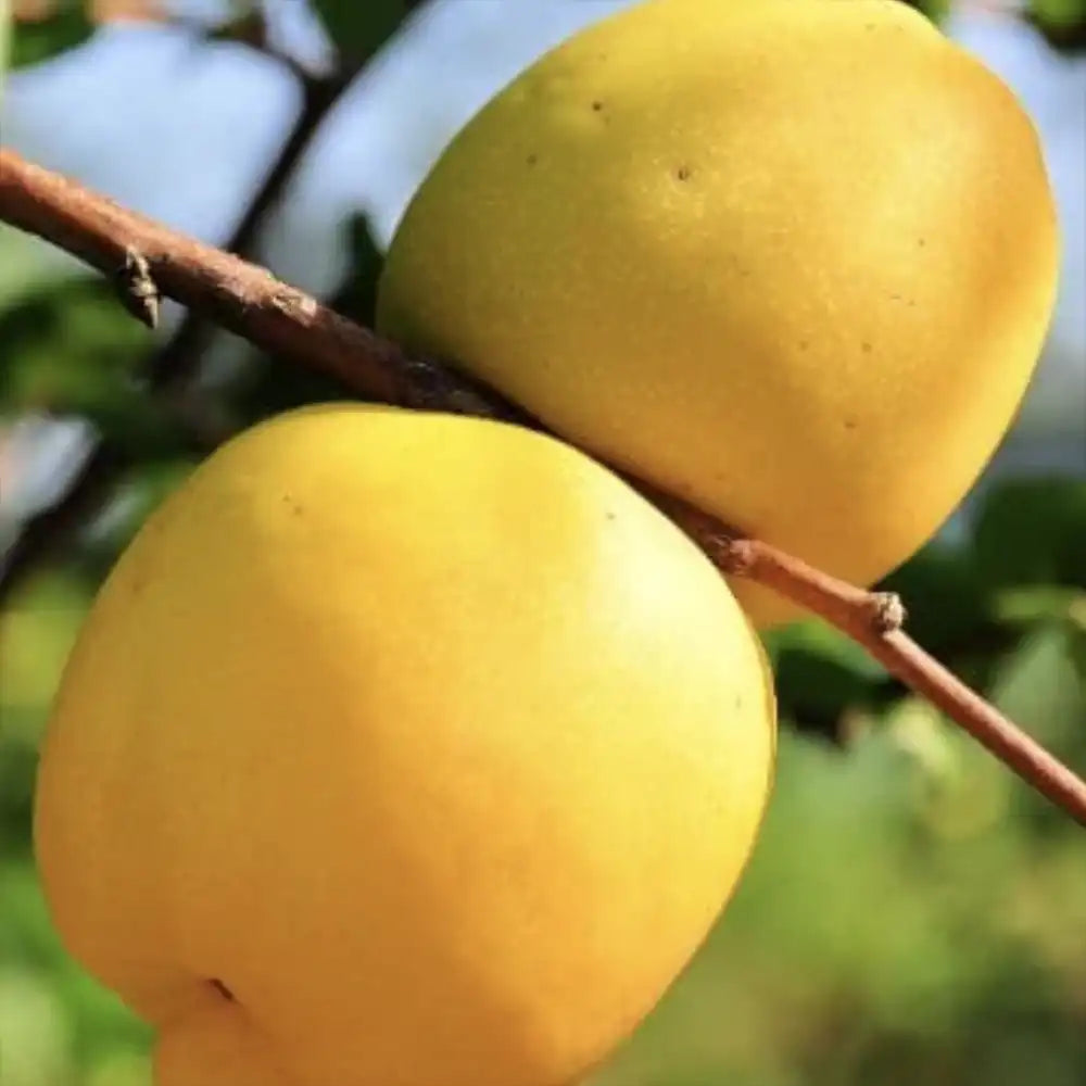 Gutui Japonez, Merisor (Chaenomeles) Salmon Horizon, cu flori duble roz-somon