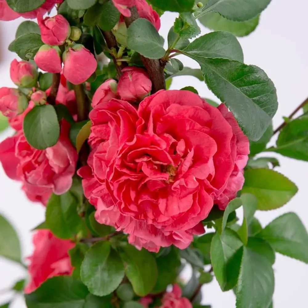 Gutui Japonez, Merisor (Chaenomeles) Pink Storm, arbust decorativ cu flori roz intens, rezistent,