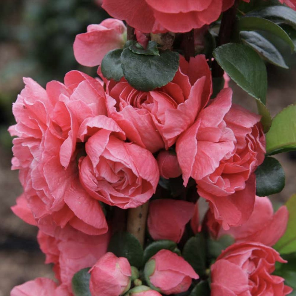 Gutui Japonez, Merisor (Chaenomeles) Pink Storm, arbust decorativ cu flori roz intens, rezistent,