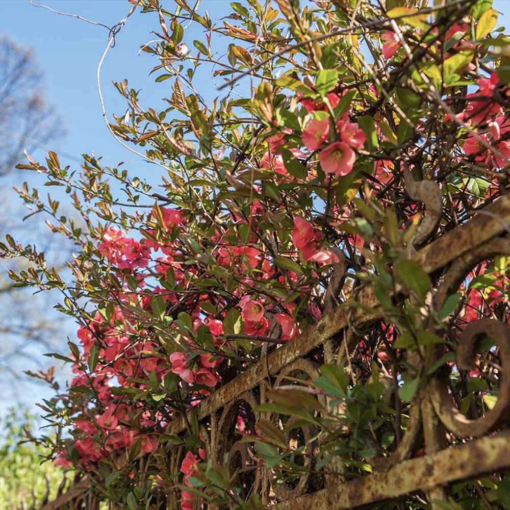 Gutui Japonez, Merisor (Chaenomeles) Pink Storm, arbust decorativ cu flori roz intens, rezistent,