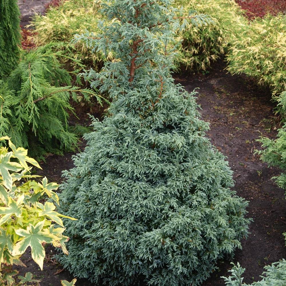 Chiparos Albastru (chamaecyparis pisifera) Baby Blue,, vesnic Verde, frunzis fin albastru-argintiu