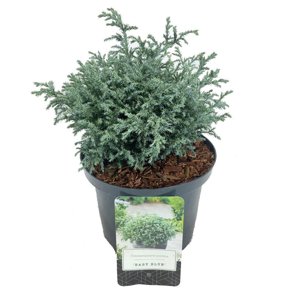 Chiparos Albastru (chamaecyparis pisifera) Baby Blue,, vesnic Verde, frunzis fin albastru-argintiu