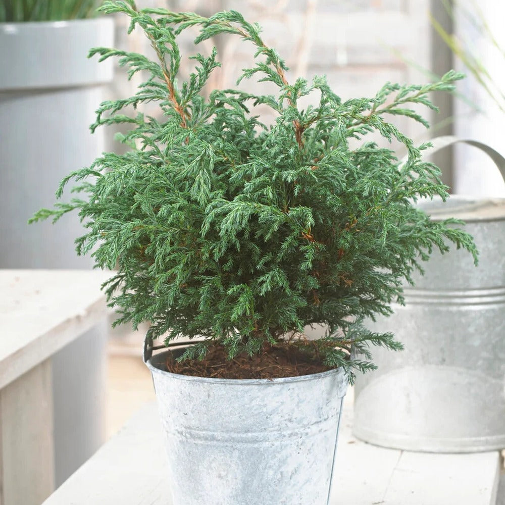 Chiparos Albastru (chamaecyparis pisifera) Baby Blue,, vesnic Verde, frunzis fin albastru-argintiu