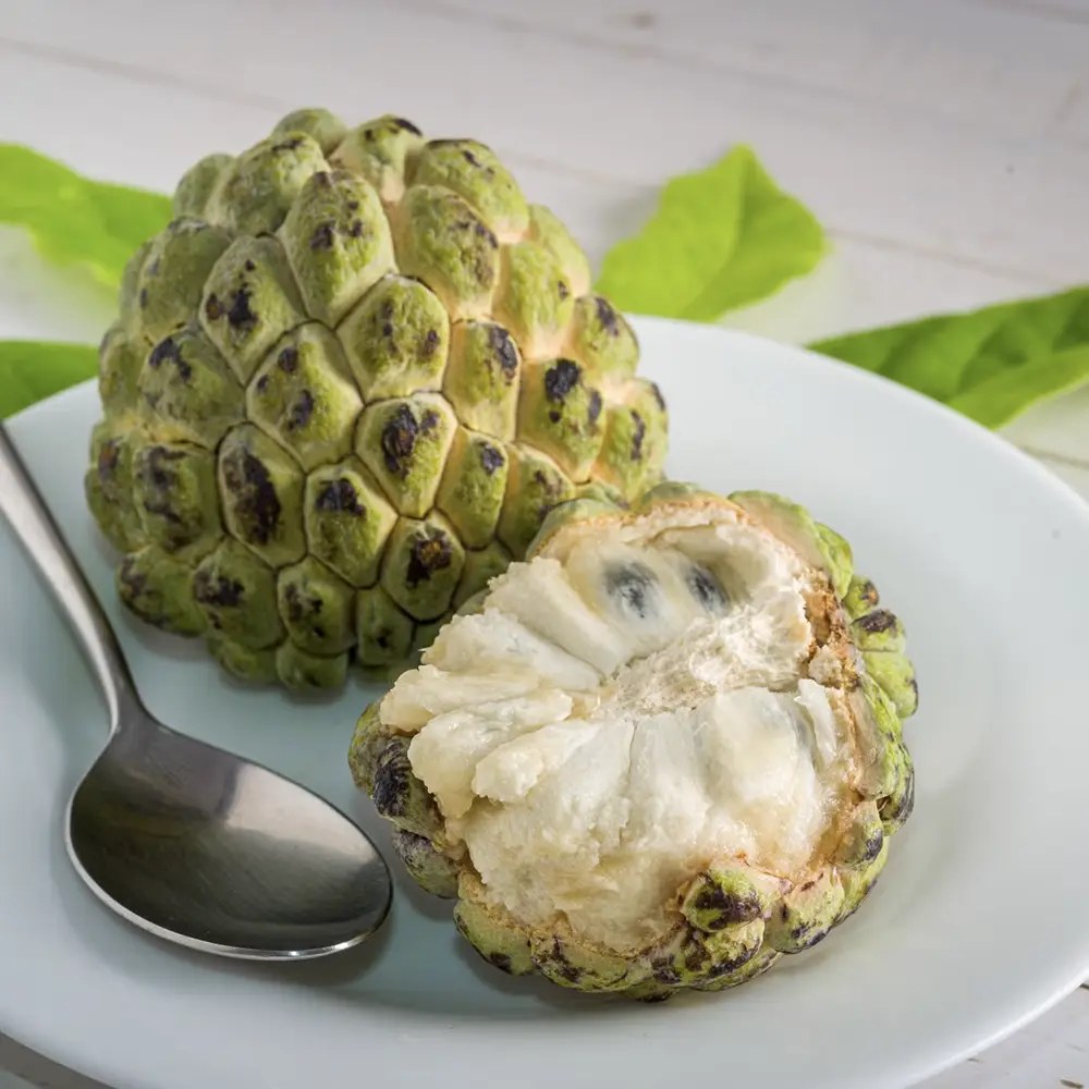 Cherimoya Annona cherimola in ghiveci – pom fructifer exotic cu fructe dulci cremoase