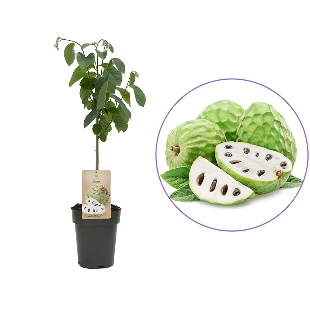 Cherimoya Annona cherimola in ghiveci – pom fructifer exotic cu fructe dulci cremoase