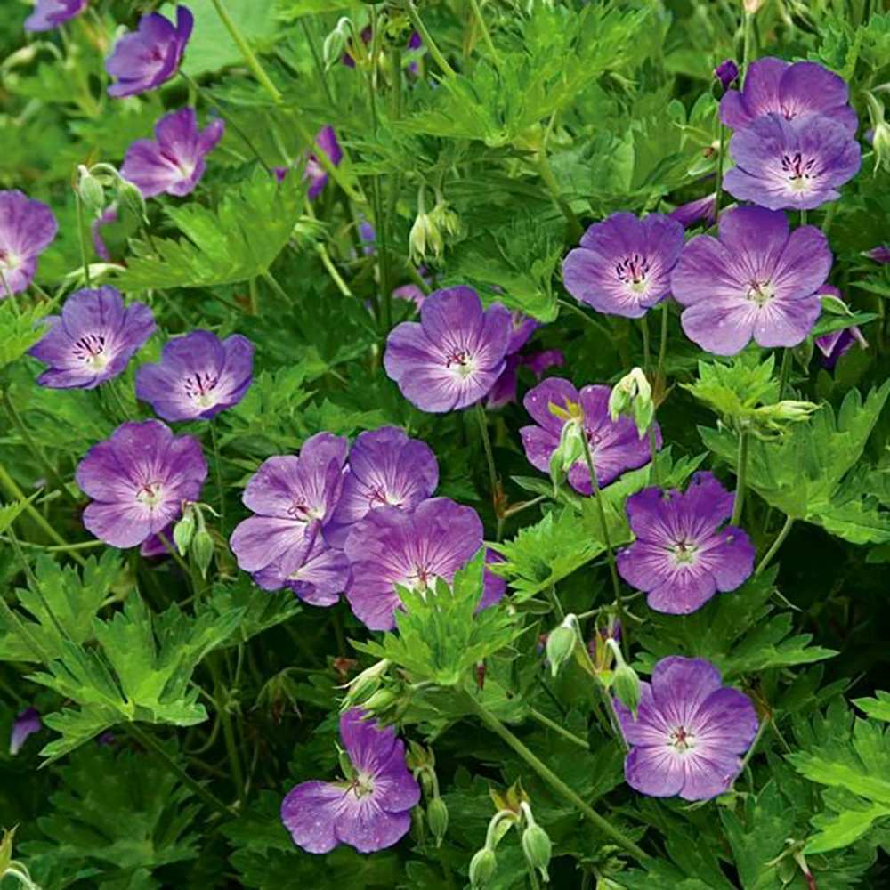 Ciocul Berzei Geranium Bloom me away, tarator cu flori albastre-mov