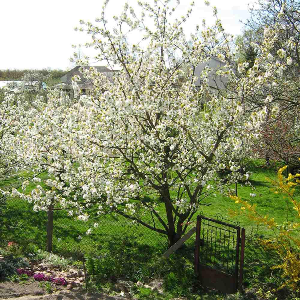 Cires Clasic (Prunus avium), cu fructe dulci-acrisor rosu-inchis
