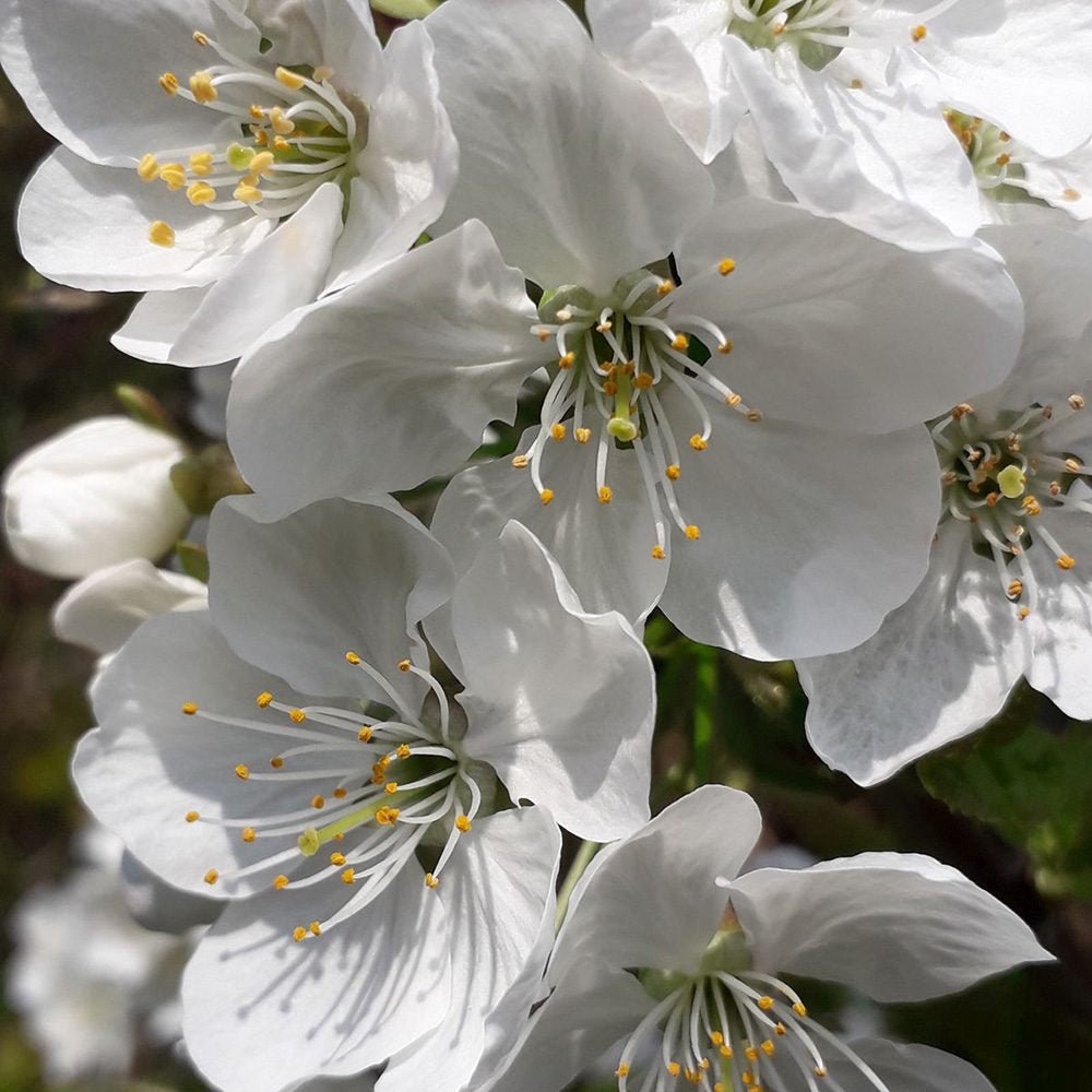Cires Clasic (Prunus avium), cu fructe dulci-acrisor rosu-inchis
