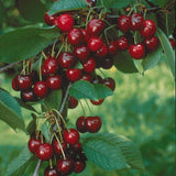 Cires Columnar (Prunus Avium) Sylvia, cu fructe dulci rosii-inchis - VERDENA-livrat in ghiveci de 3.5 l