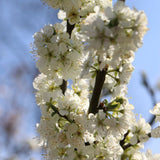 Cires Columnar (Prunus Avium) Sylvia, cu fructe dulci rosii-inchis - VERDENA-livrat in ghiveci de 3.5 l