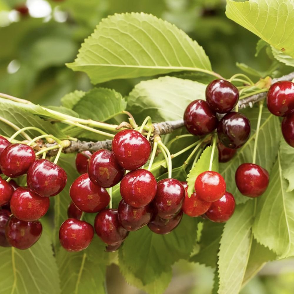 Cires Columnar (Prunus Avium) Sylvia, cu fructe dulci rosii-inchis
