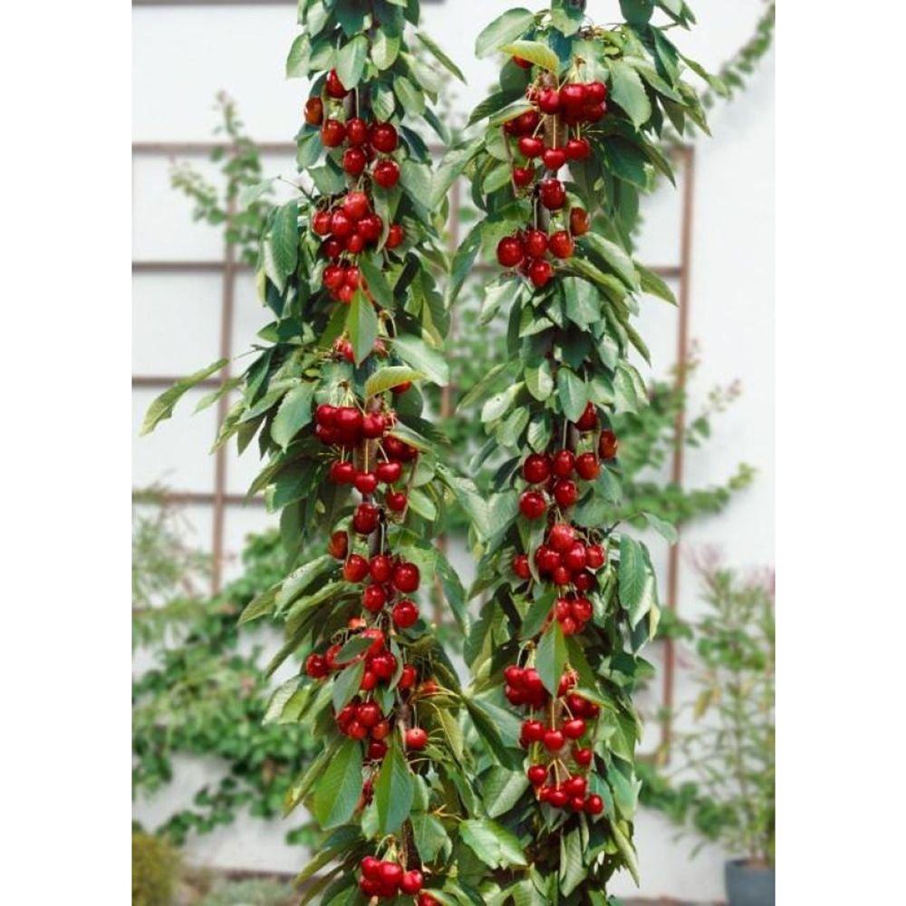 Cires Columnar (Prunus Avium) Sylvia, cu fructe dulci rosii-inchis