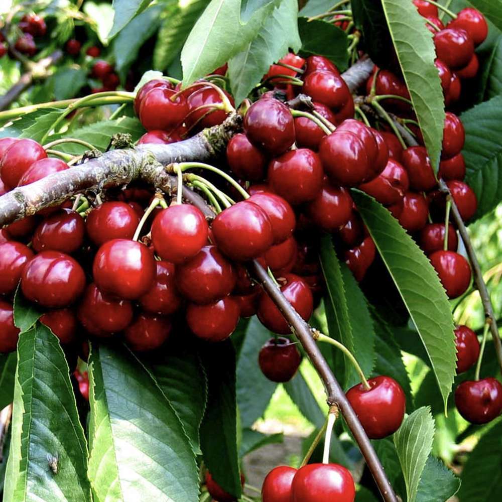 Cires Dulce (Prunus Avium) Stella, cu fructe dulci rosii-inchis