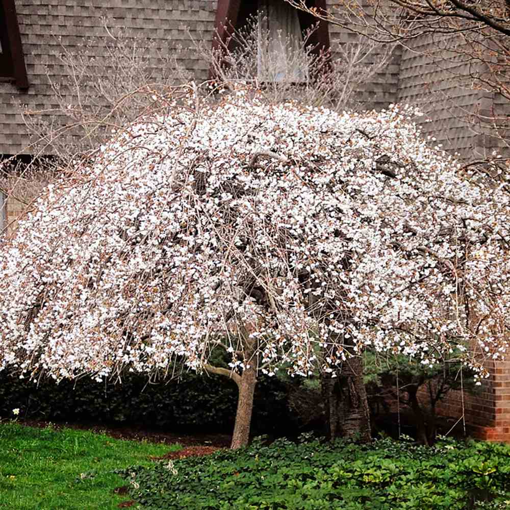 Cires Japonez Plangator (Prunus Ivensii), cu flori albe