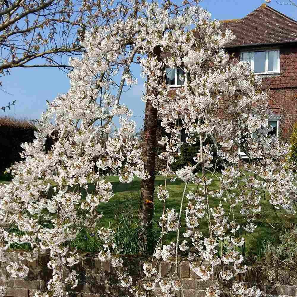 Cires Japonez Plangator (Prunus Ivensii), cu flori albe