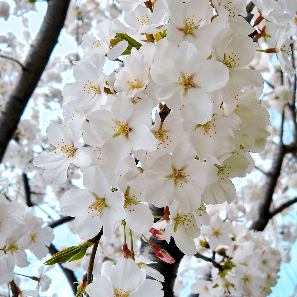 Cires Japonez Plangator (Prunus Ivensii), cu flori albe