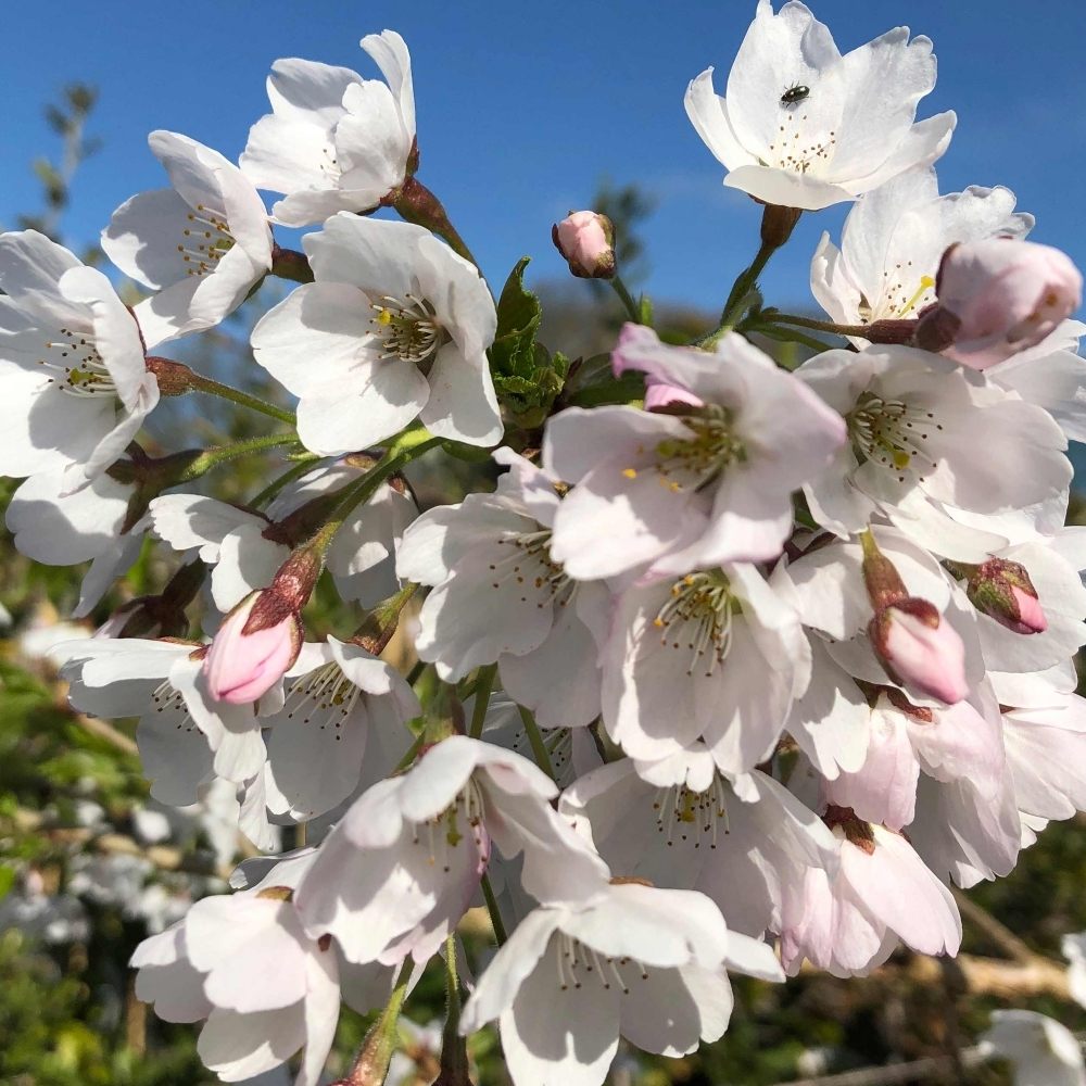 Cires Japonez Plangator (Prunus Ivensii), cu flori albe