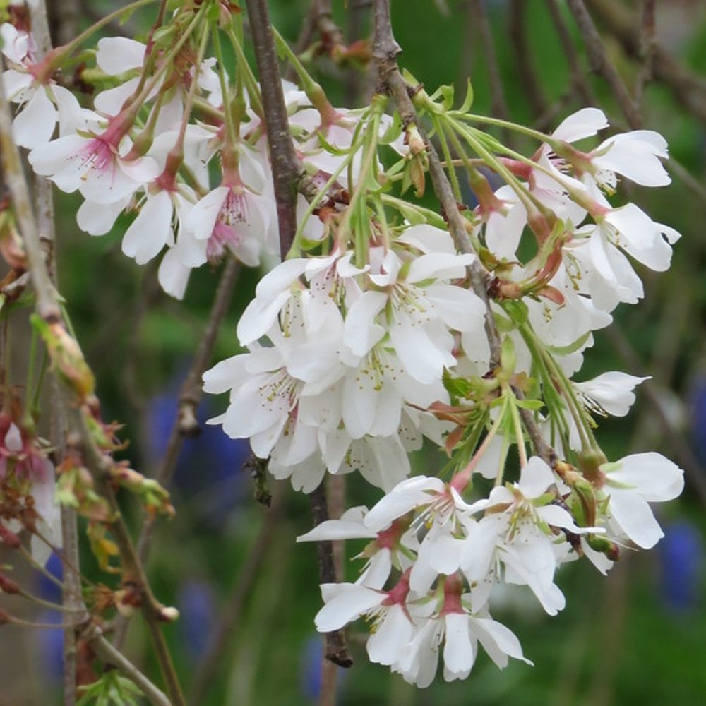 Cires Japonez Plangator (Prunus Ivensii), cu flori albe
