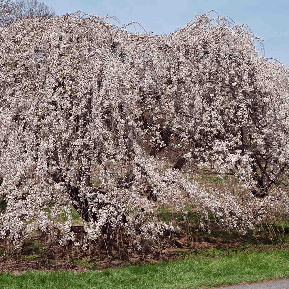 Cires Japonez Plangator (Prunus Ivensii), cu flori albe