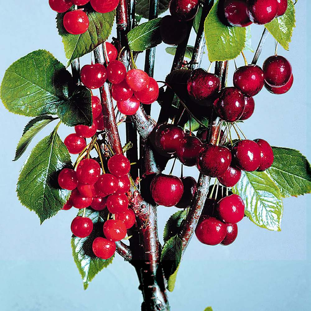 Cires (Prunsu Avium) Bigarreau Napoleon, cu fructe dulci-acidulat galben-rosu - VERDENA-livrat in ghiveci de 5 l