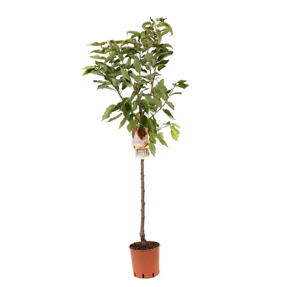 Cires (Prunsu Avium) Bigarreau Napoleon, cu fructe dulci-acidulate, galbene-rosii