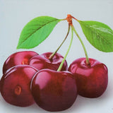 Cires (Prunus Avium) Bigarreau Burlat, cu fructe dulci rosii-inchis - VERDENA-livrat in ghiveci de 5 l