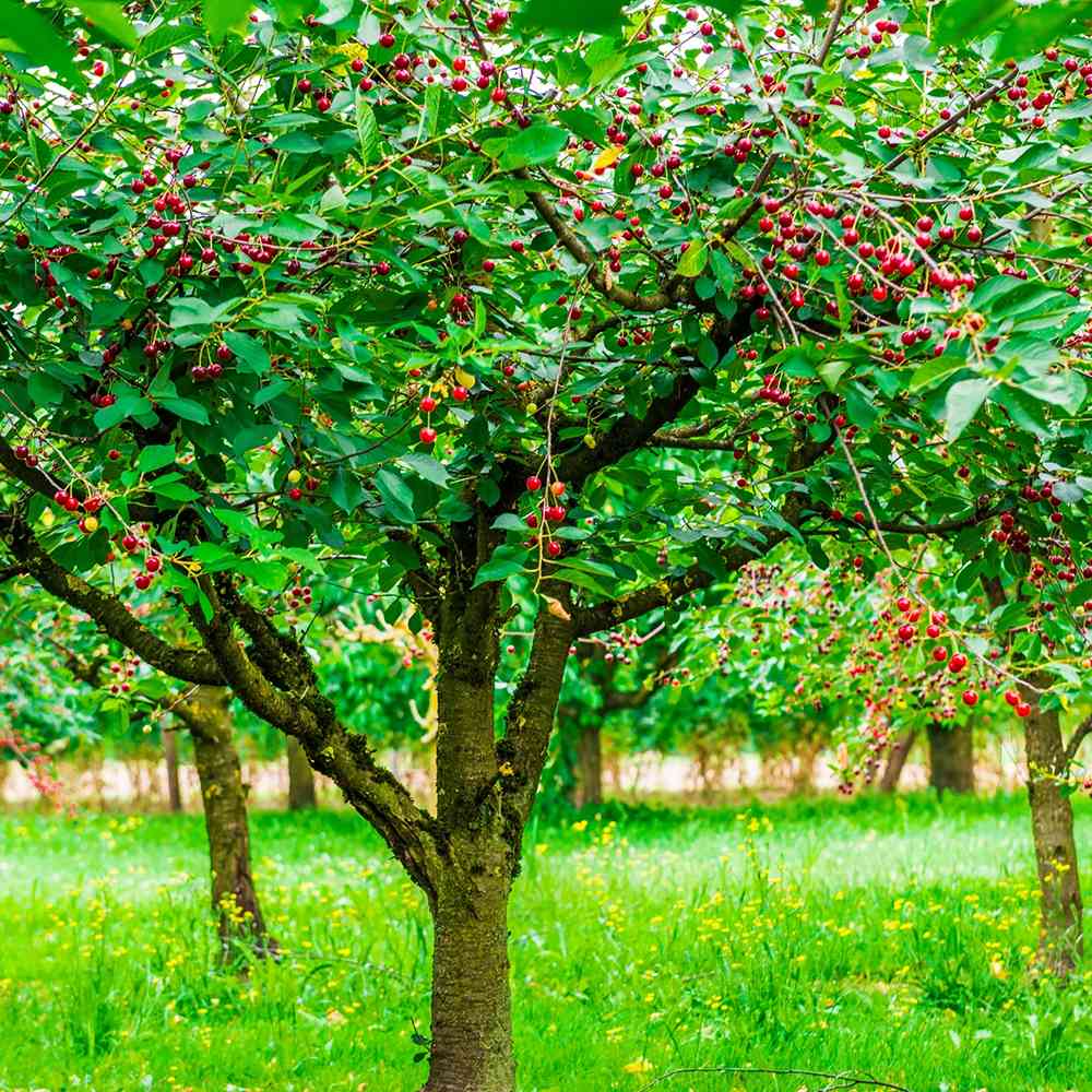 Cires (Prunus Avium) Bigarreau Burlat, cu fructe dulci rosii-inchis - VERDENA-livrat in ghiveci de 5 l