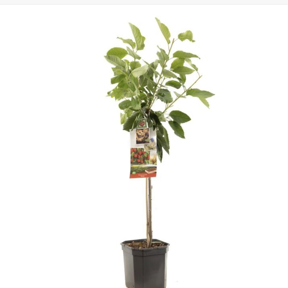 Cires (Prunus Avium) Cherry Boop, cu fructe dulci rosii-inchis