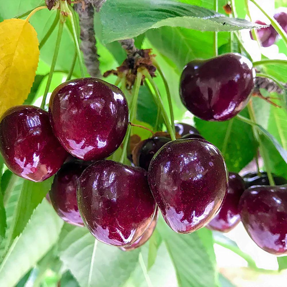 Cires (Prunus Avium) Cherry Boop, cu fructe dulci rosii-inchis - VERDENA-livrat in ghiveci de 3.5 l