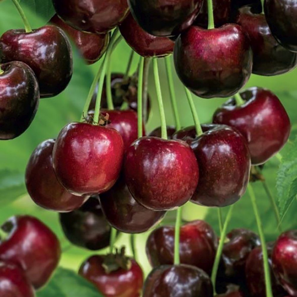 Cires (Prunus Avium) Cherry Boop, cu fructe dulci rosii-inchis