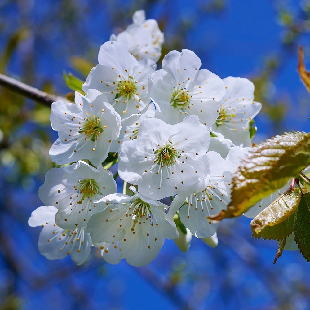 Cires (Prunus Avium) Donissens Gold, cu fructe dulci galbene