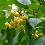 Cires (Prunus Avium) Donissens Gold, cu fructe dulci galbene - VERDENA-livrat in ghiveci de 5 l