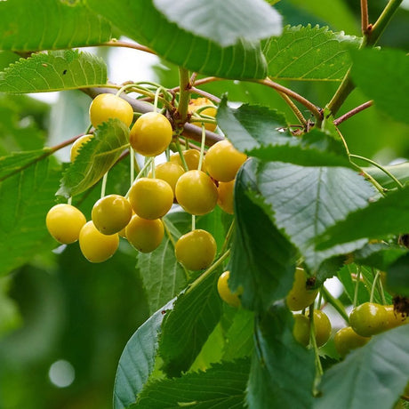 Cires (Prunus Avium) Donissens Gold, cu fructe dulci galbene - VERDENA-livrat in ghiveci de 5 l
