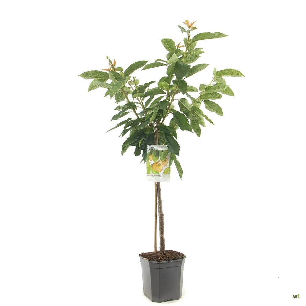 Cires (Prunus Avium) Donissens Gold, cu fructe dulci galbene