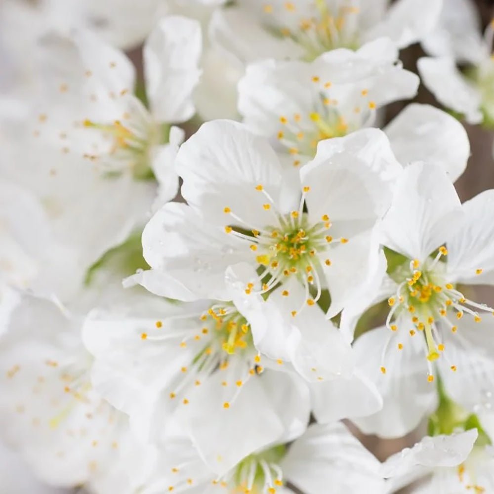 Cires (Prunus Avium) Donissens Gold, cu fructe dulci galbene