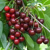 Cires (Prunus Avium) Lapins, cu fructe dulci rosii-inchis - VERDENA-livrat in ghiveci de 5 l