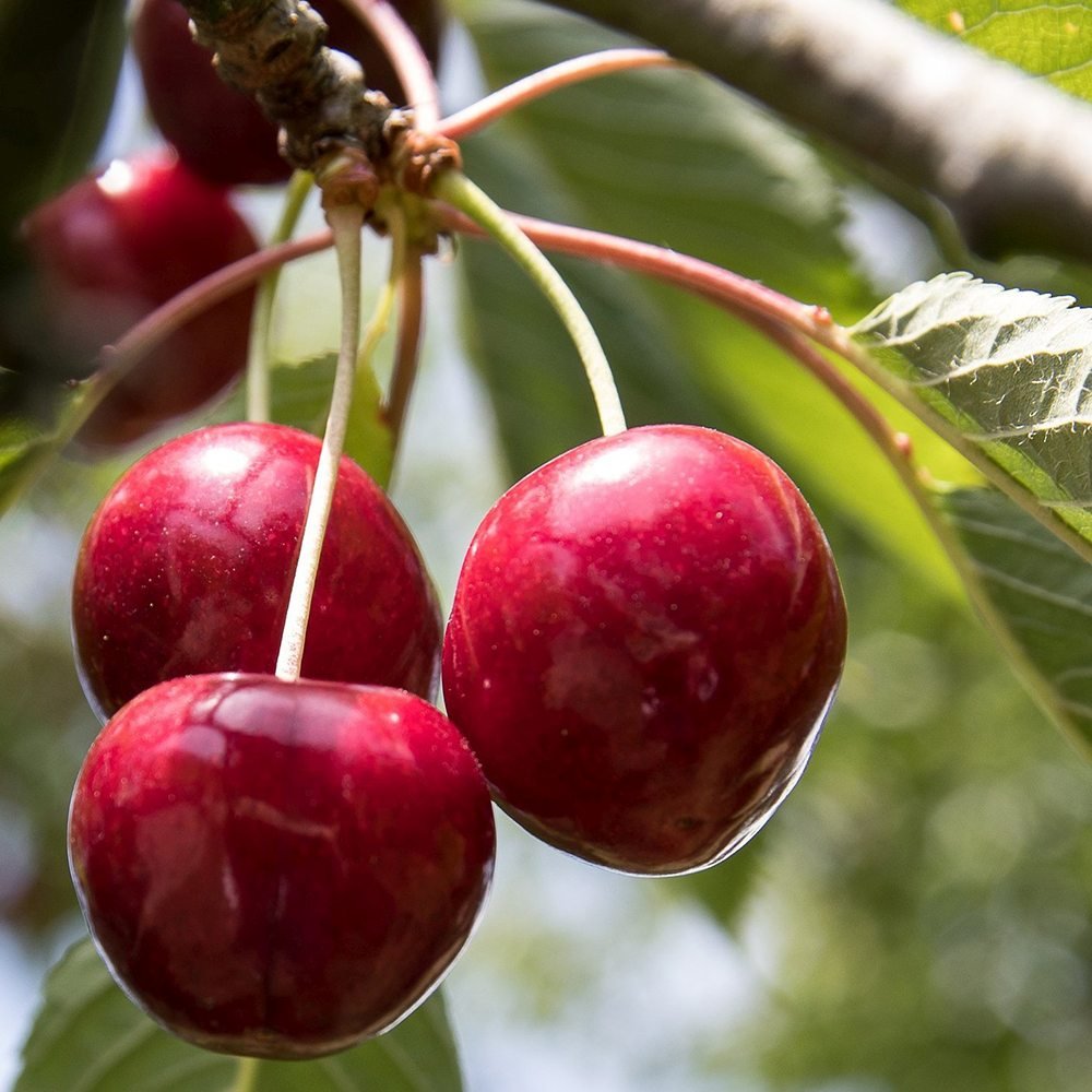 Cires (Prunus Avium) Lapins, cu fructe dulci rosii-inchis - VERDENA-livrat in ghiveci de 5 l