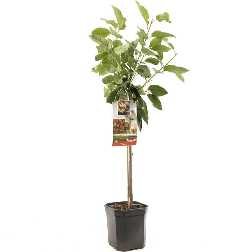 Visin (Prunus Cerasus) Morello, cu fructe acrisoare rosu inchis