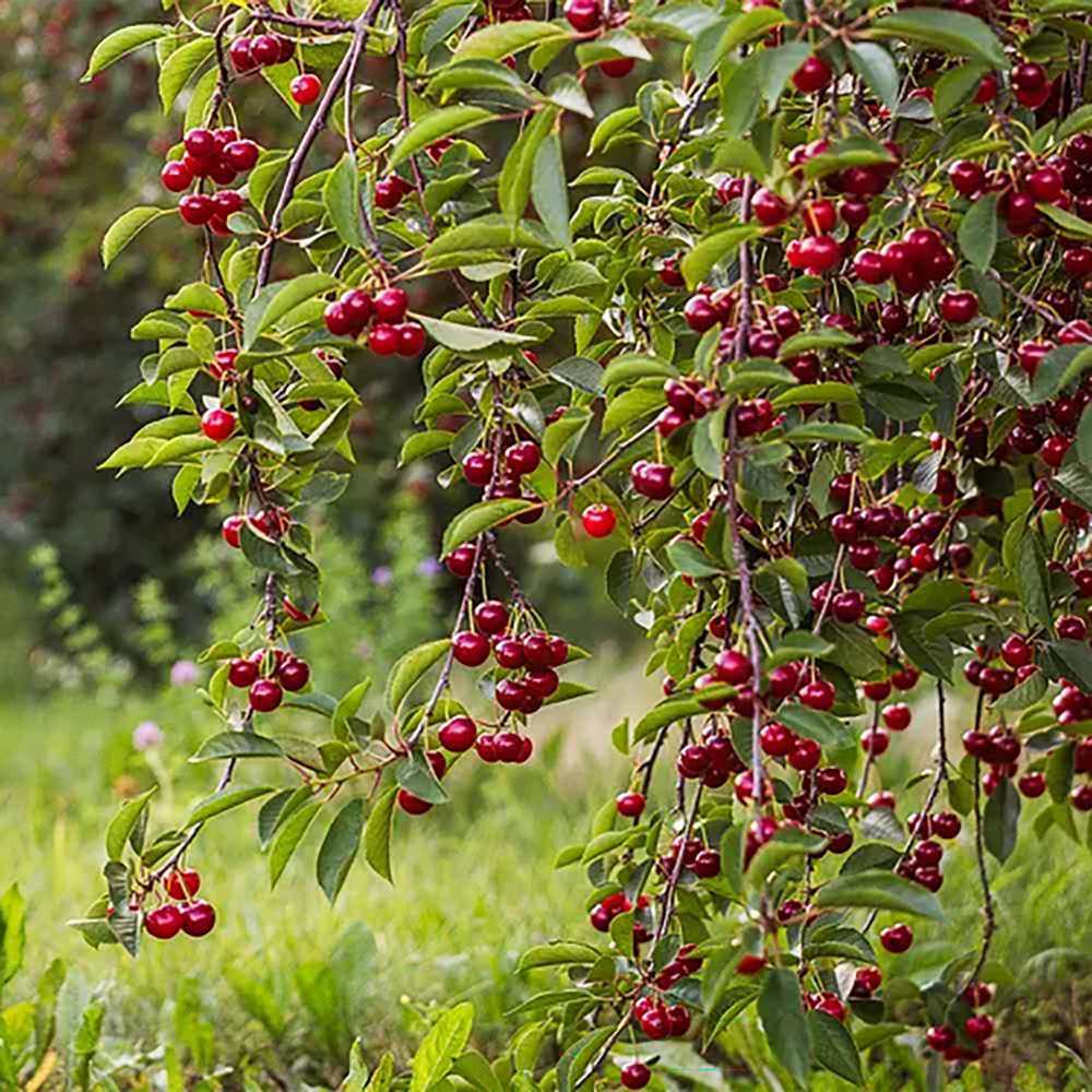 Visin (Prunus Cerasus) Morello, cu fructe acrisoare rosu inchis