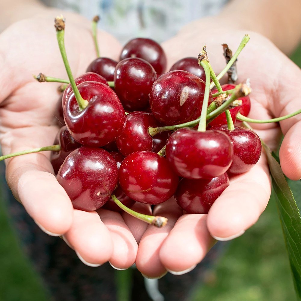 Visin (Prunus Cerasus) Morello, cu fructe acrisoare rosu inchis