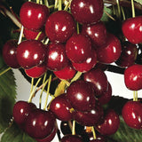 Cires (Prunus Avium) Morello, cu fructe acrisoare rosu inchis - VERDENA-livrat in ghiveci de 5 l