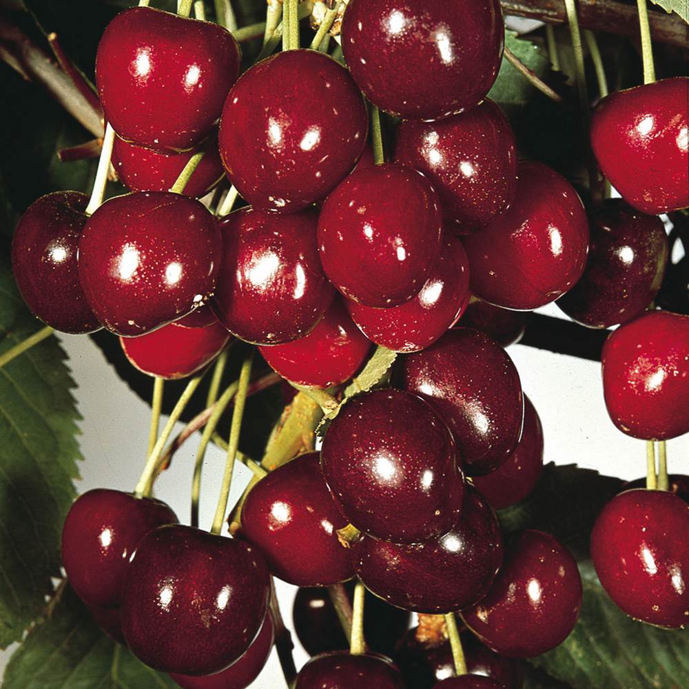 Visin (Prunus Cerasus) Morello, cu fructe acrisoare rosu inchis