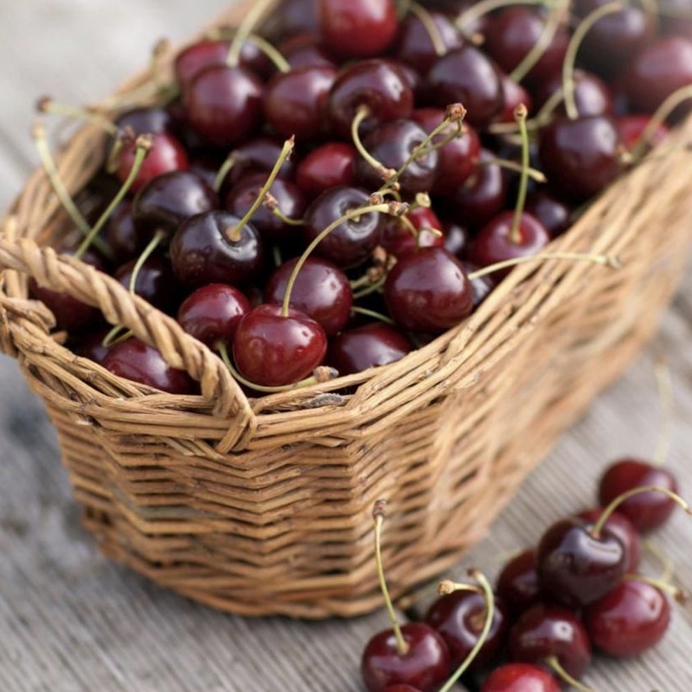 Visin (Prunus Cerasus) Morello, cu fructe acrisoare rosu inchis