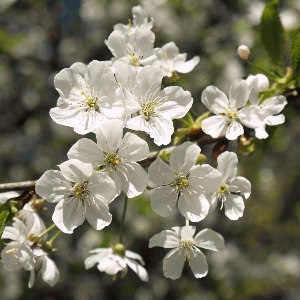 Visin (Prunus Cerasus) Morello, cu fructe acrisoare rosu inchis