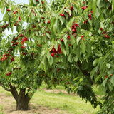 Cires (Prunus Avium) Sunburst, cu fructe dulci rosu inchis - VERDENA-livrat in ghiveci de 5 l