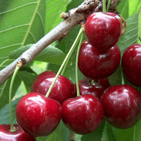 Cires (Prunus Avium) Sunburst, cu fructe dulci rosu inchis - VERDENA-livrat in ghiveci de 5 l