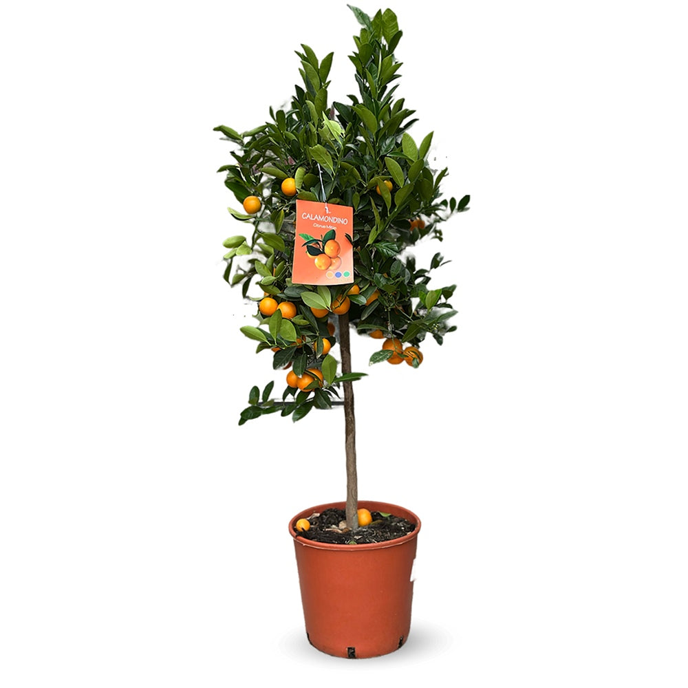 Mandarin pitic Calamondin, cu fructe acrisoare-intens, cu usoare note dulci, livrat cu fructe coapte, 100 cm